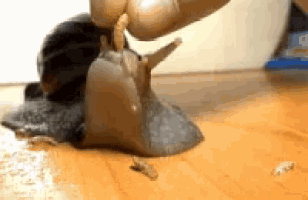 snail eating